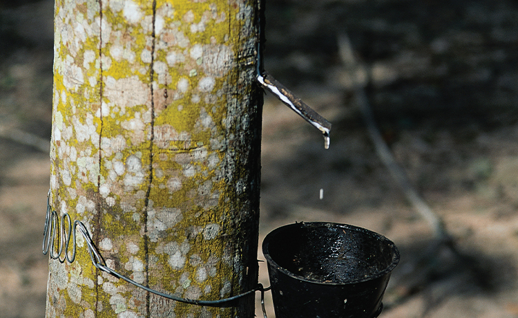 Hevea, arbre qui permet la fabrication de latex naturel.